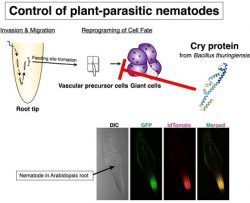 Control of plant-parasitic nematodes